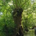 Arbre tetard